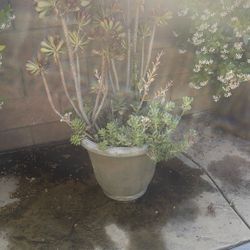 Succulent 