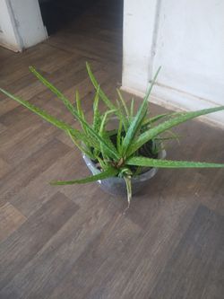 Aloe vera plants