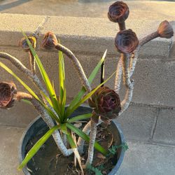Natural Plant 