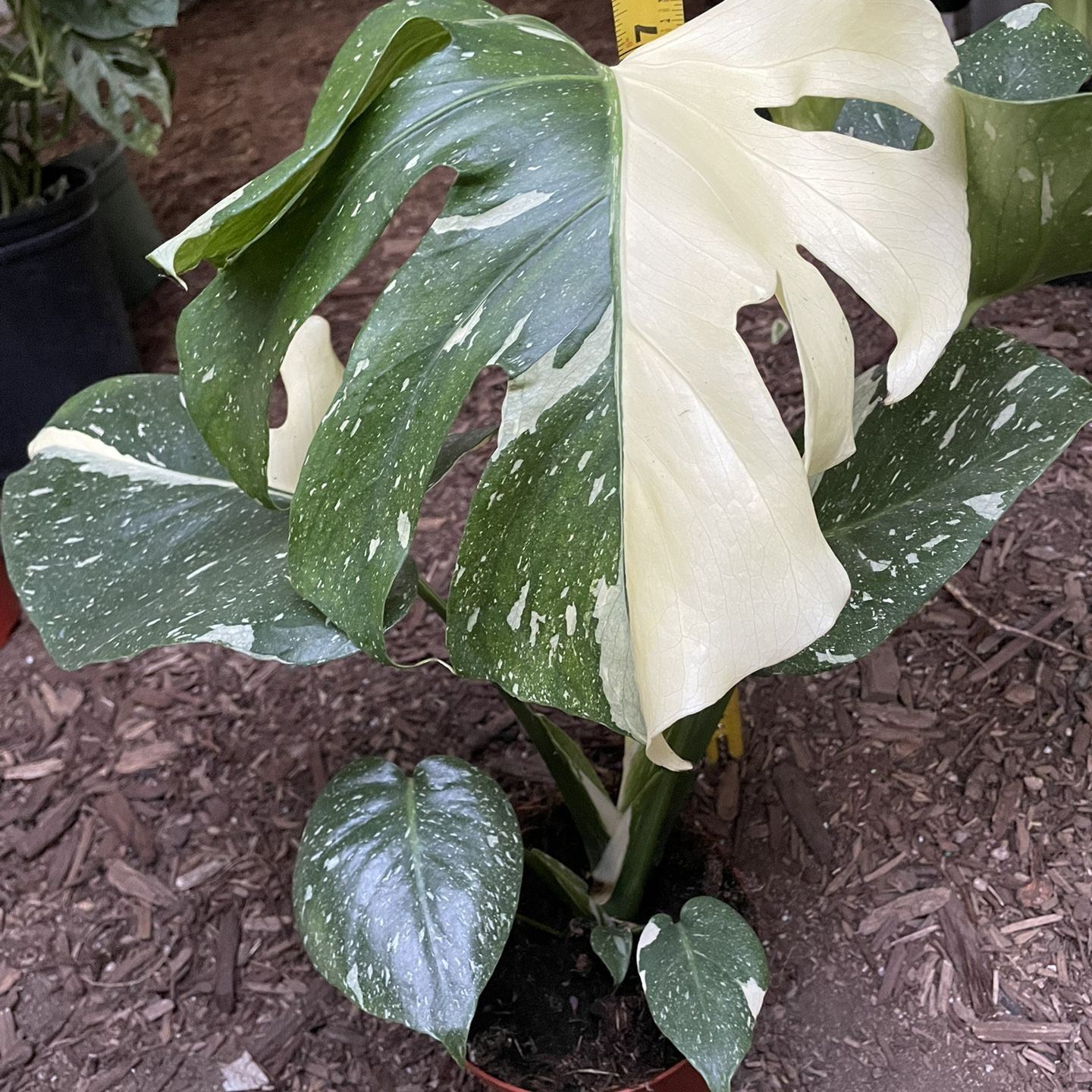monstera deliciosa small form Monstera Form 6 main image 1