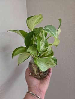 Live Plant manjula