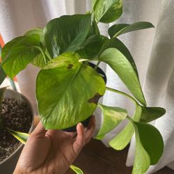 Potho Plant  4” Pot