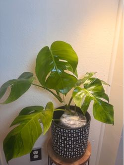 Monstera Green On Green