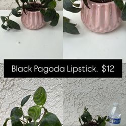 Black Pagoda Lipstick Plant