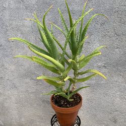 Candelabra Aloe Plant