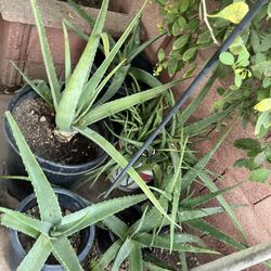 Part Three Of The Many Different Plants Available For Purchase