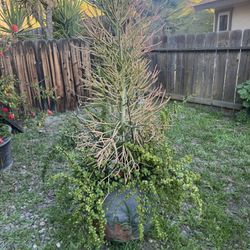 Large Pot And Live Plants