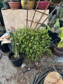 Jade plant