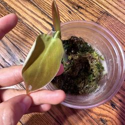 Philodendron Gigas Plant