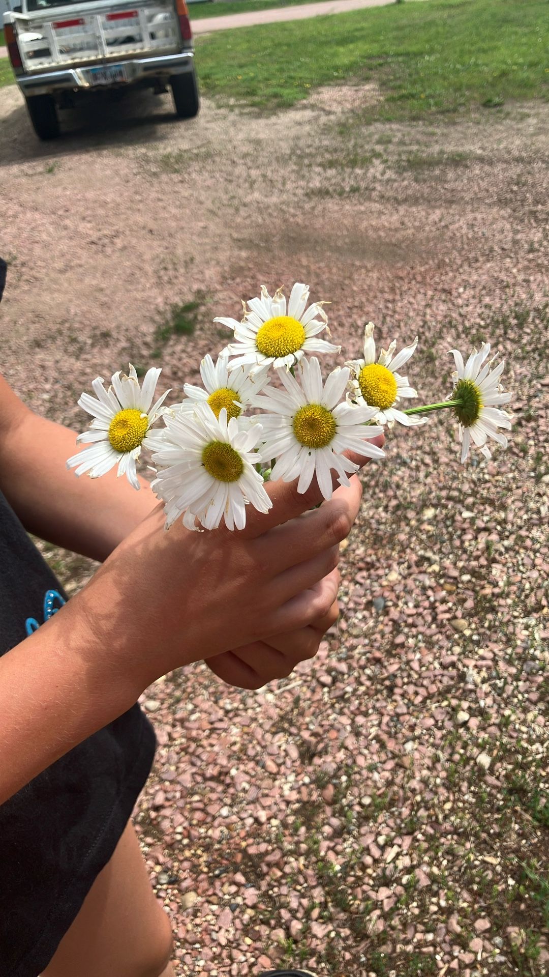 Daises