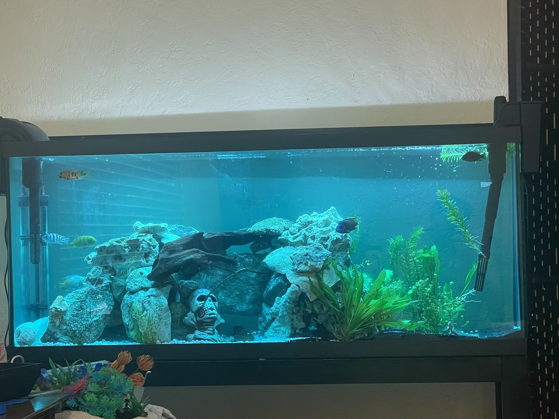 55 Gallon Fish Tank (Price is Negotiable)