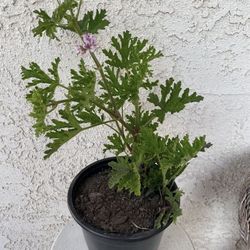 1.5 Gallon Pot Mosquito Repellent Citronella Plant - Beautiful Purple Flowers 🌸 - Drought Resistant - Fresh Smell - Rooted & Established  
