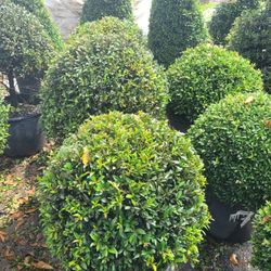 Topiaries