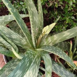 Aloe Vera(saponaria, huge Size)