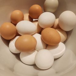 Fresh Chicken Eggs