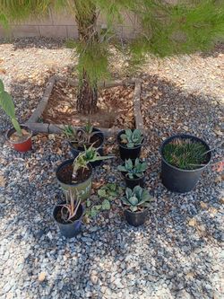 Succulents &cactus &Bulbine frutescens