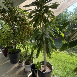 9 Feet Dracaena Fragrans Plant