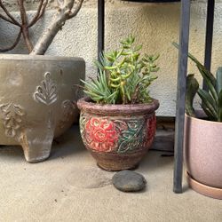 Succulents In Cute Pot 