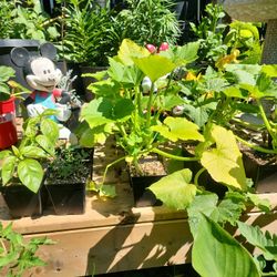 Vegetable Plants