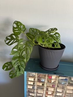 Monstera Adansonii Swiss Cheese Plant + Pot