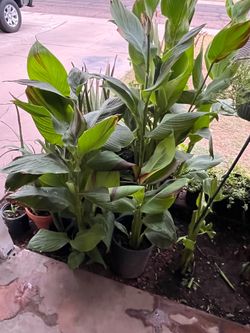 Canna Lilies Aloe Vera & Elephant Food Plant