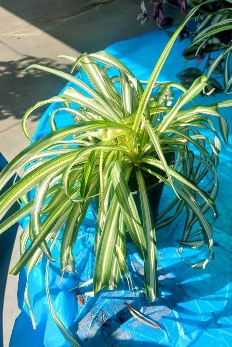 Spider Plant