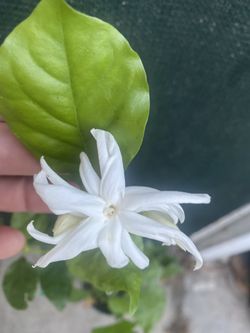 Arabian Jasmine Withe Very Fragrant Flowers, Is In 1 Gallón Pot Pick Up Only