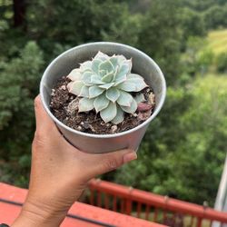 Live Succulent