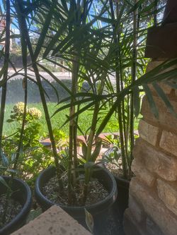 Bamboo palm tree
