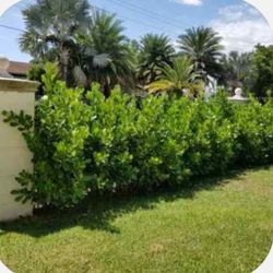 Clusias Tall Full Green  Fertilized  Ready For Planting Instant Privacy Hedge  Same Day Transportation 