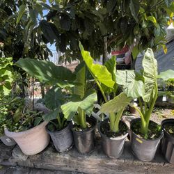 Alocasia odora Elephant Ears Tree Plant 8 Total 