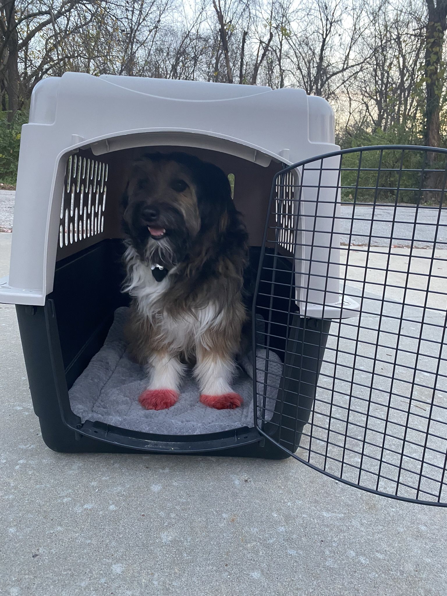 Dog Crate
