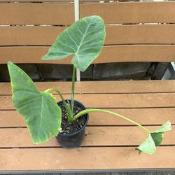 Elephant Ear Plant