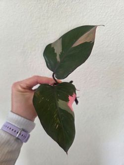 Philodendron Pink Princess Plant Cuttings