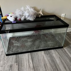 Fish Tank 