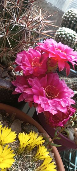 Cactus plant 🌵