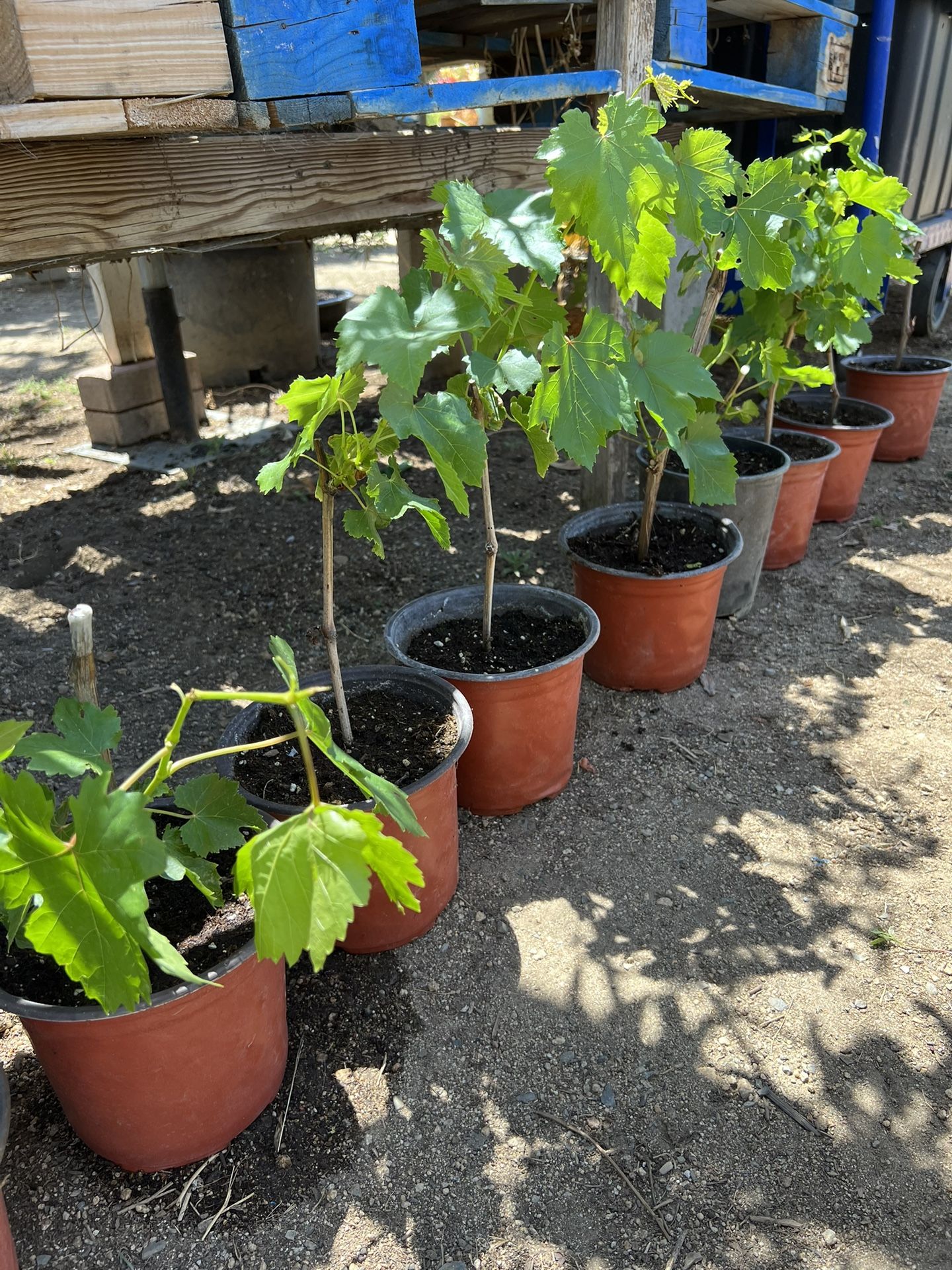 Thompson Seedless Grape Vine