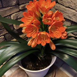 Clivia about to bloom