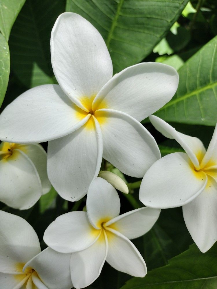 White Plumeria