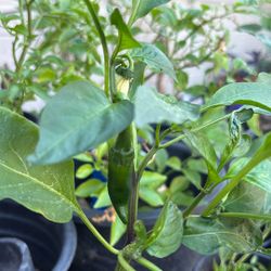 Jalapeño Pepper Plant