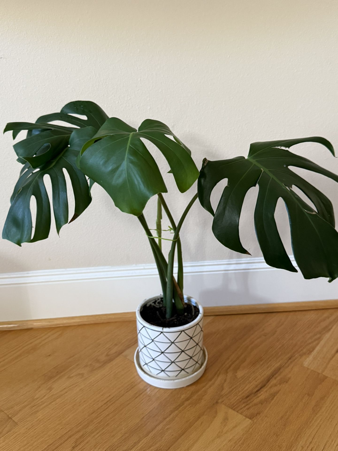 Live Healthy Monstera Deliciosa Plant In Ceramic Pot