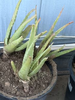 Aloe Vera Plants w/pot