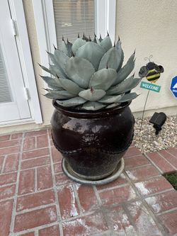 Cactus Plant In Pot - Large Beautiful Excellent Condition