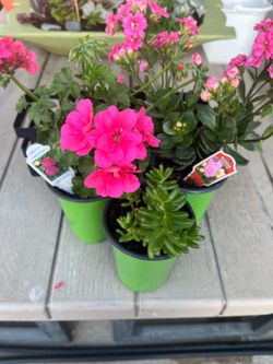 Biautiful plants