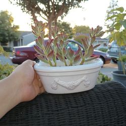 Plants 