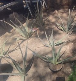 Aloe plant babies