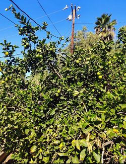 Juicy Organic limes