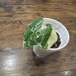 Rare Variegated Alocasia Frydek Rooted Plant (pls Read Description Below)