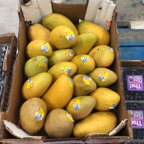 Mangoes for Sale in Fort Lauderdale, FL OfferUp