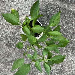 Pepper Plants - Little Beak / Cascavel / Cowhorn